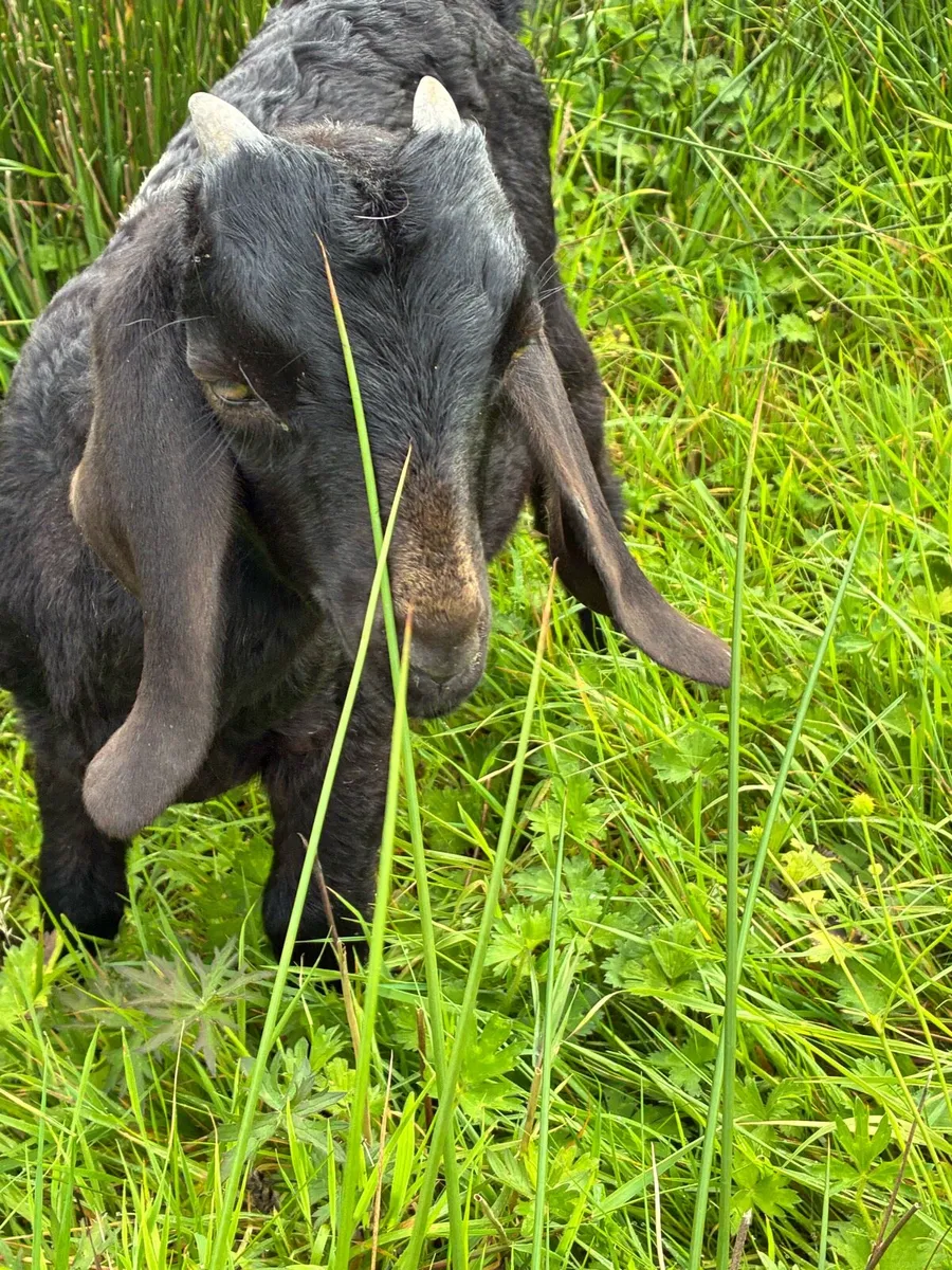 Boer pedigree and Nubian X - Image 2