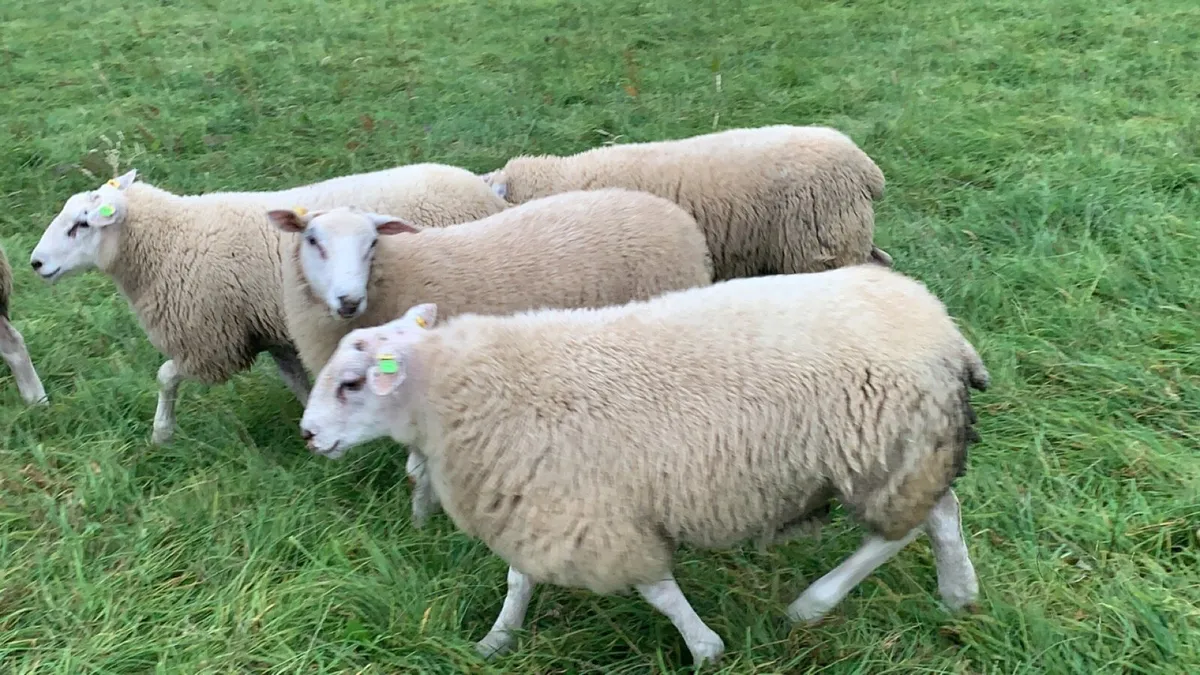 Pedigree Belclare Ram Lambs - Image 2