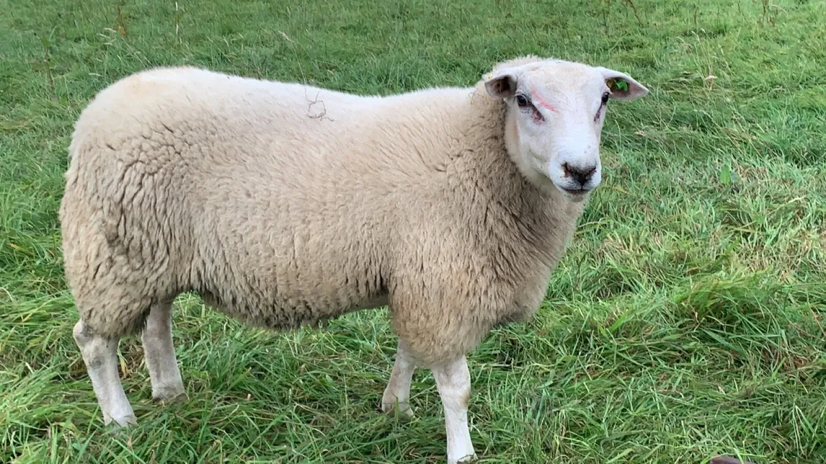 Pedigree Belclare Ram Lambs - Image 3
