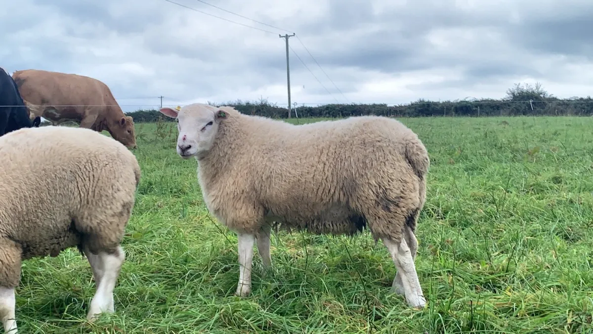 Pedigree Belclare Ram Lambs - Image 1