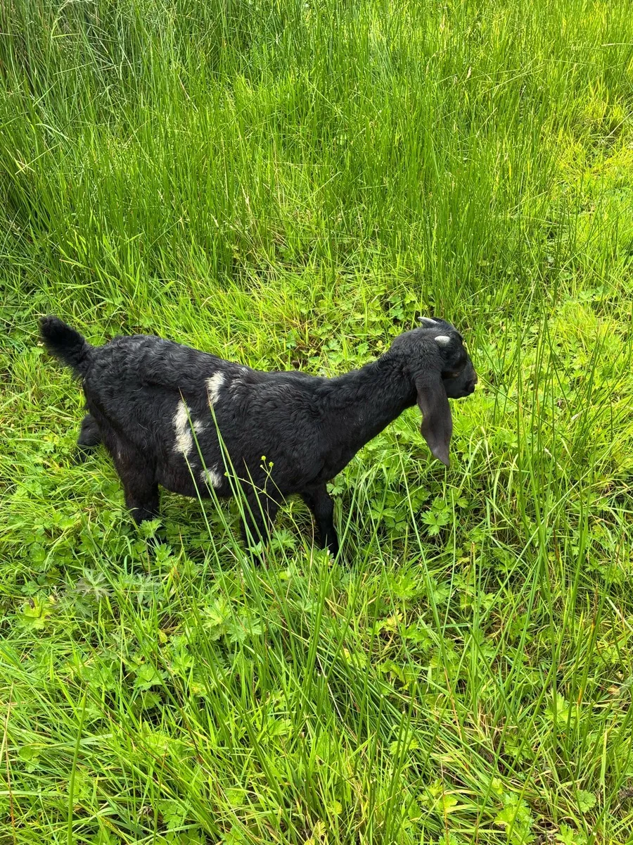 Boer pedigree and Nubian X - Image 3