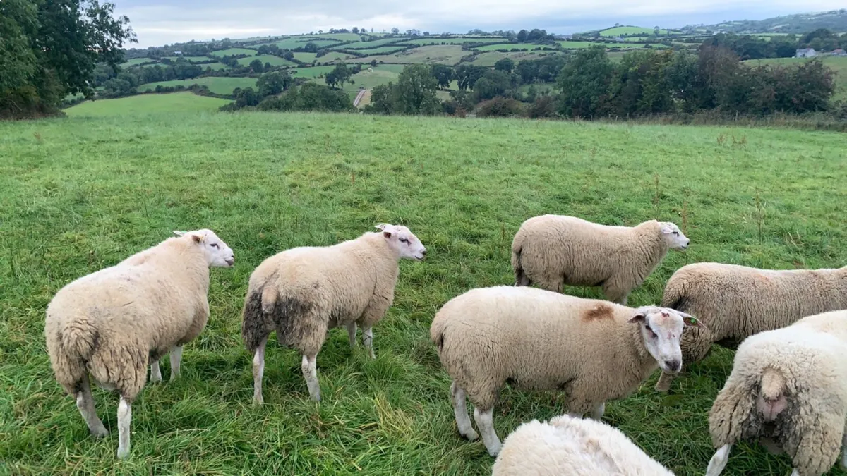 Pedigree Belclare Ram Lambs - Image 4