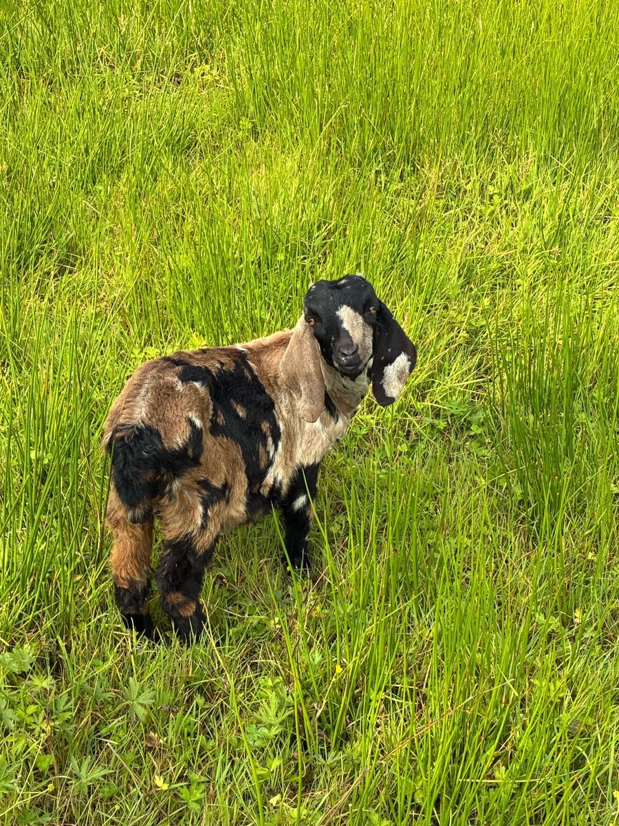 Boer pedigree and Nubian X - Image 4