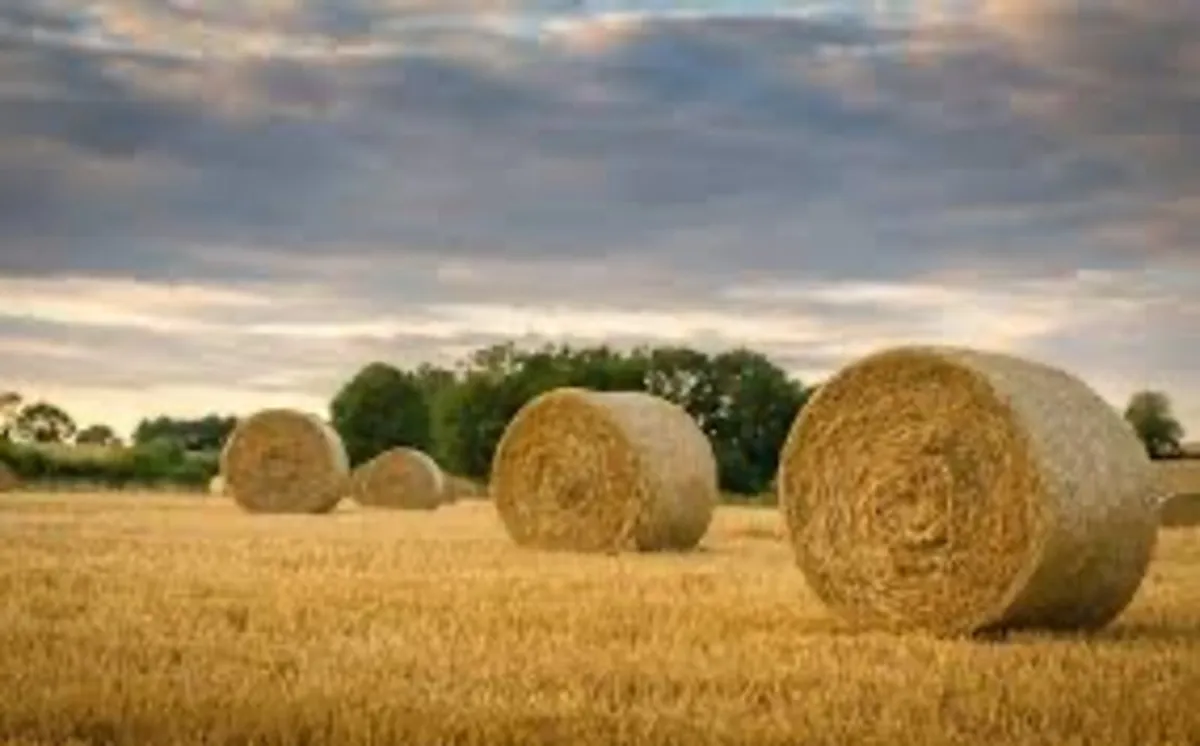 Round bales straw