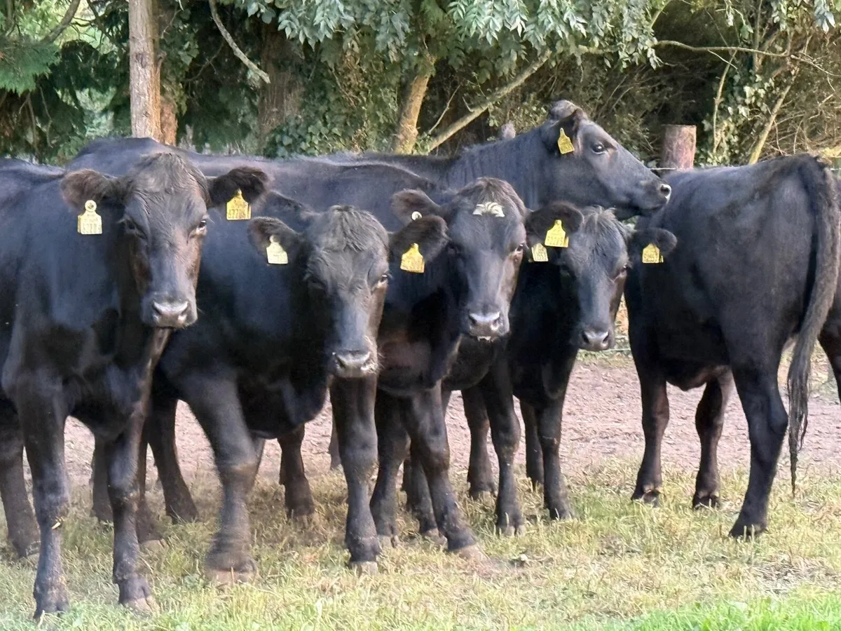 8 ABERDEEN ANGUS HEIFERS ( 370 KGS ) - Image 3