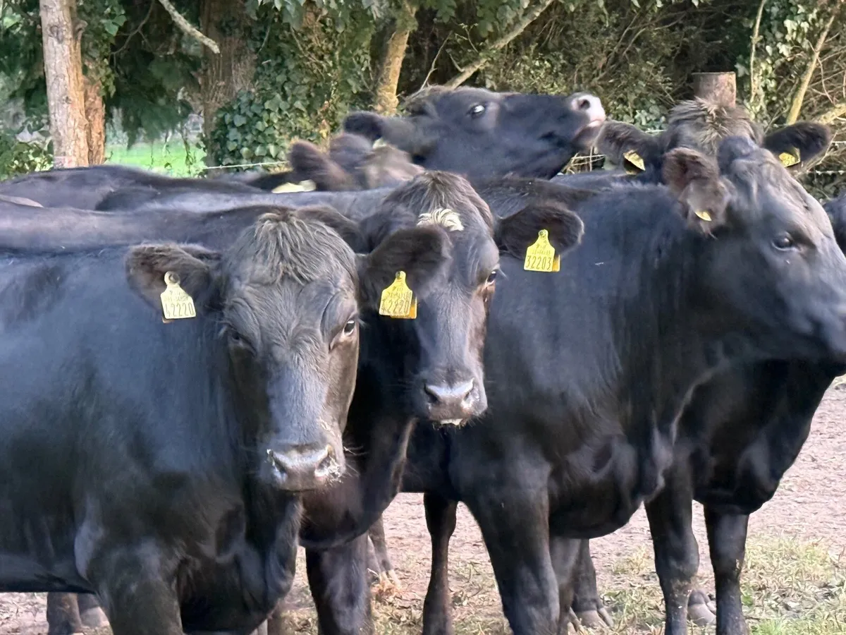 8 ABERDEEN ANGUS HEIFERS ( 370 KGS ) - Image 1