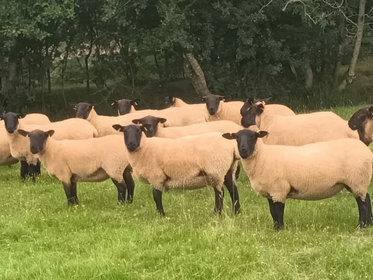 Ewe hoggets Enniscorthy Mart 20th of August - Image 1