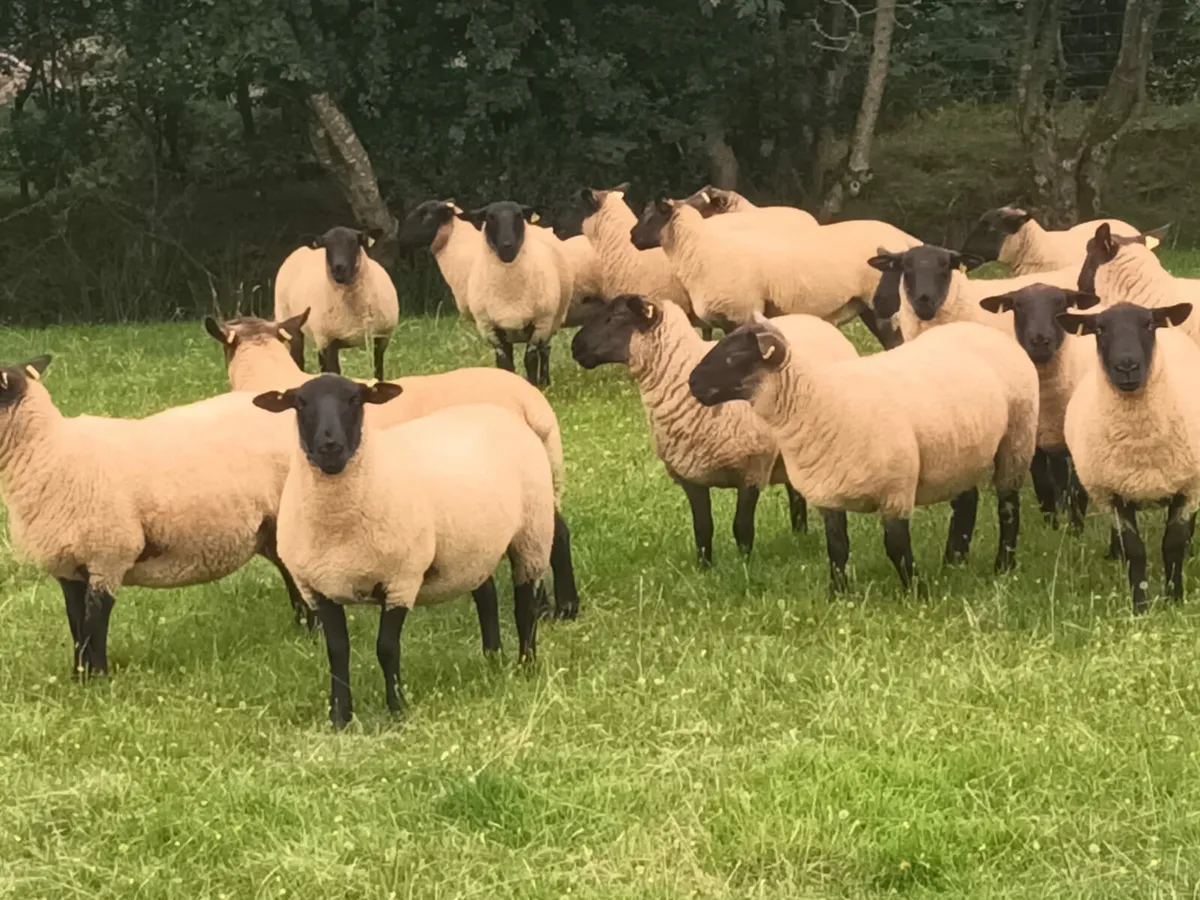 Ewe hoggets Enniscorthy Mart 20th of August - Image 2