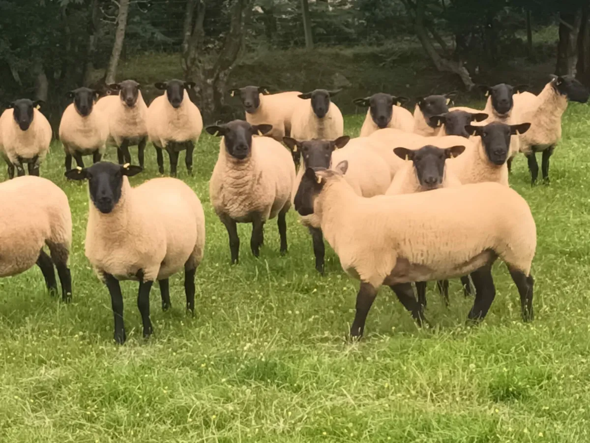 Ewe hoggets Enniscorthy Mart 20th of August - Image 3