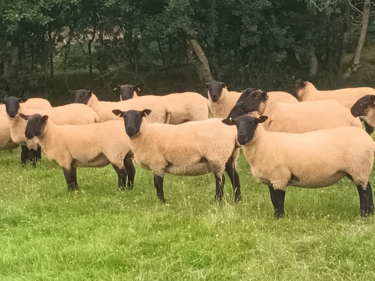 Ewe hoggets Enniscorthy Mart 20th of August - Image 4