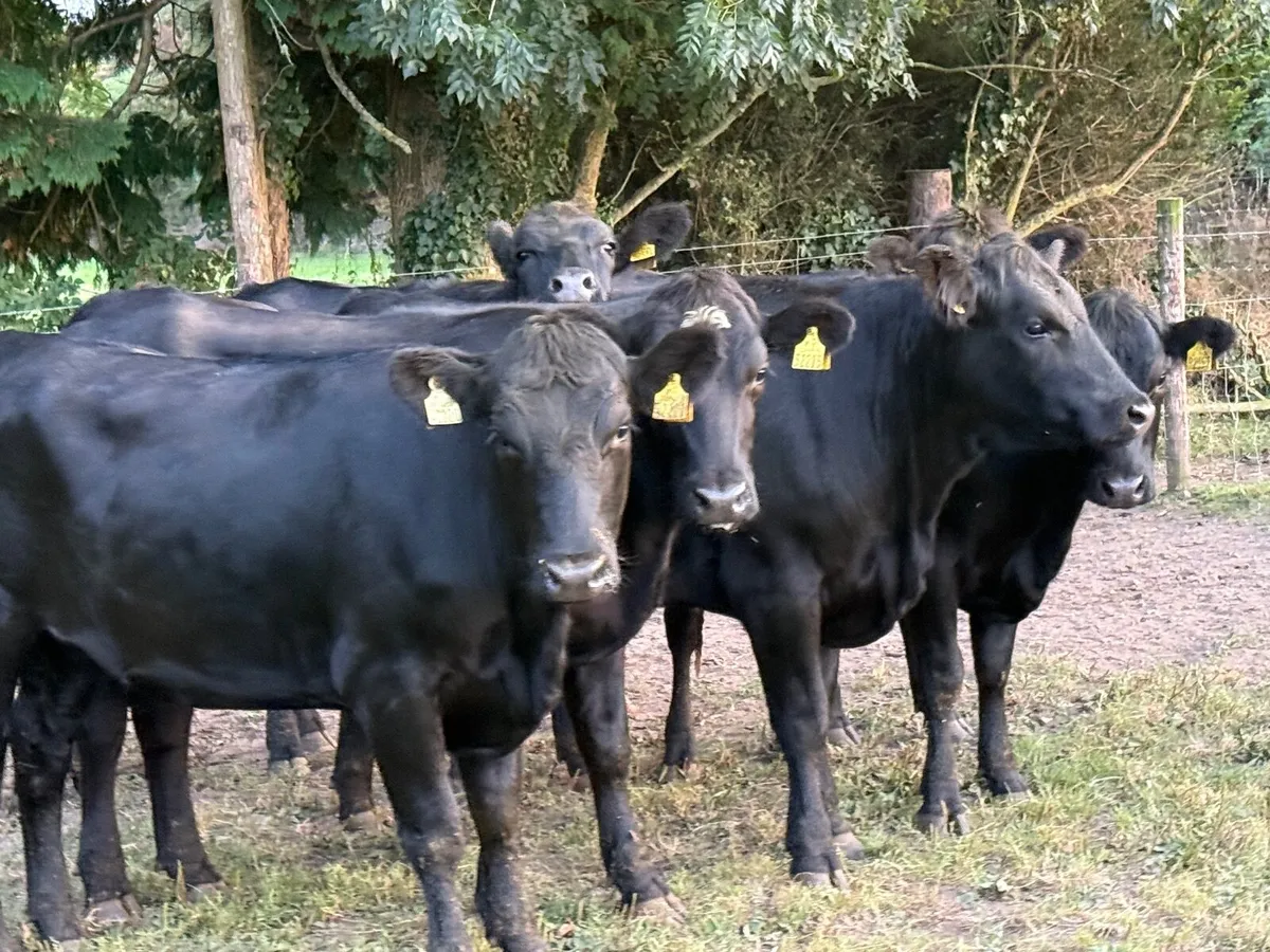 8 ABERDEEN ANGUS HEIFERS ( 370 KGS ) - Image 4