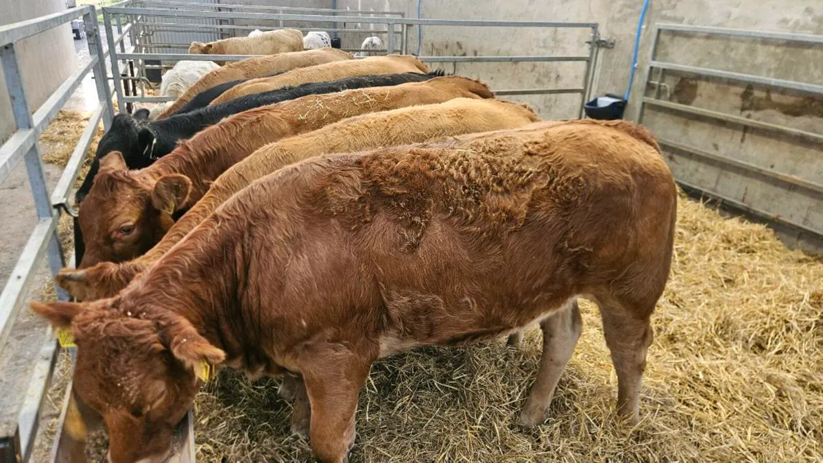 Charolais & Limousin Heifers - Image 3
