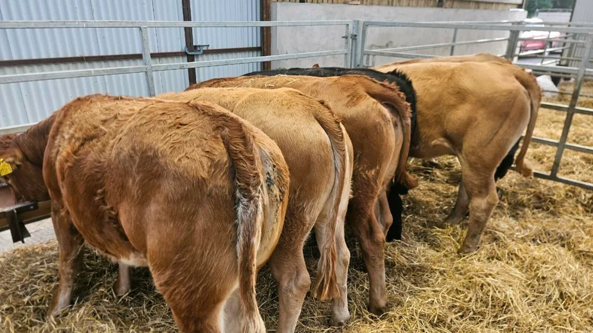 Charolais & Limousin Heifers - Image 4