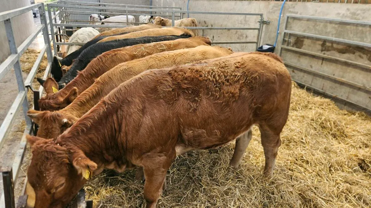Charolais & Limousin Heifers - Image 1