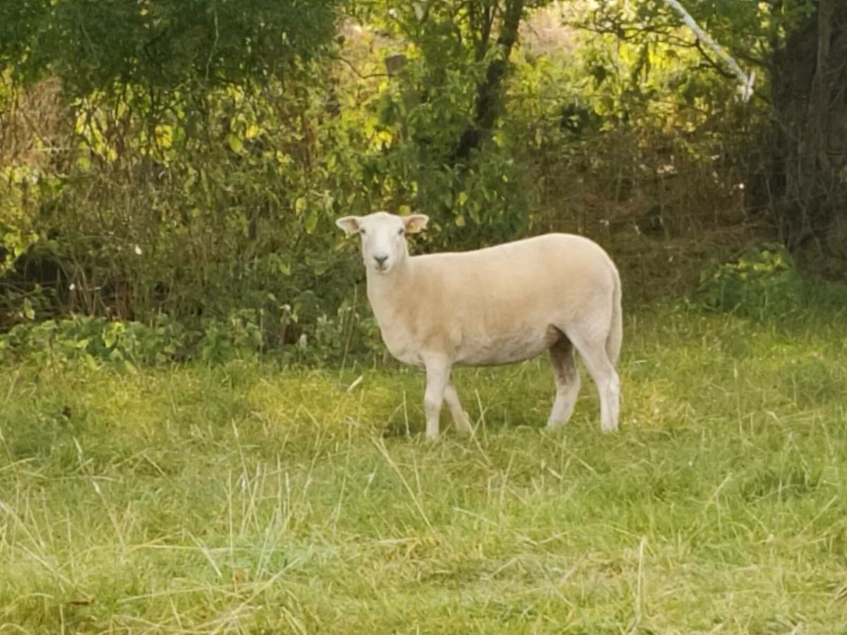 Easycare Ewe Hoggets - Image 1
