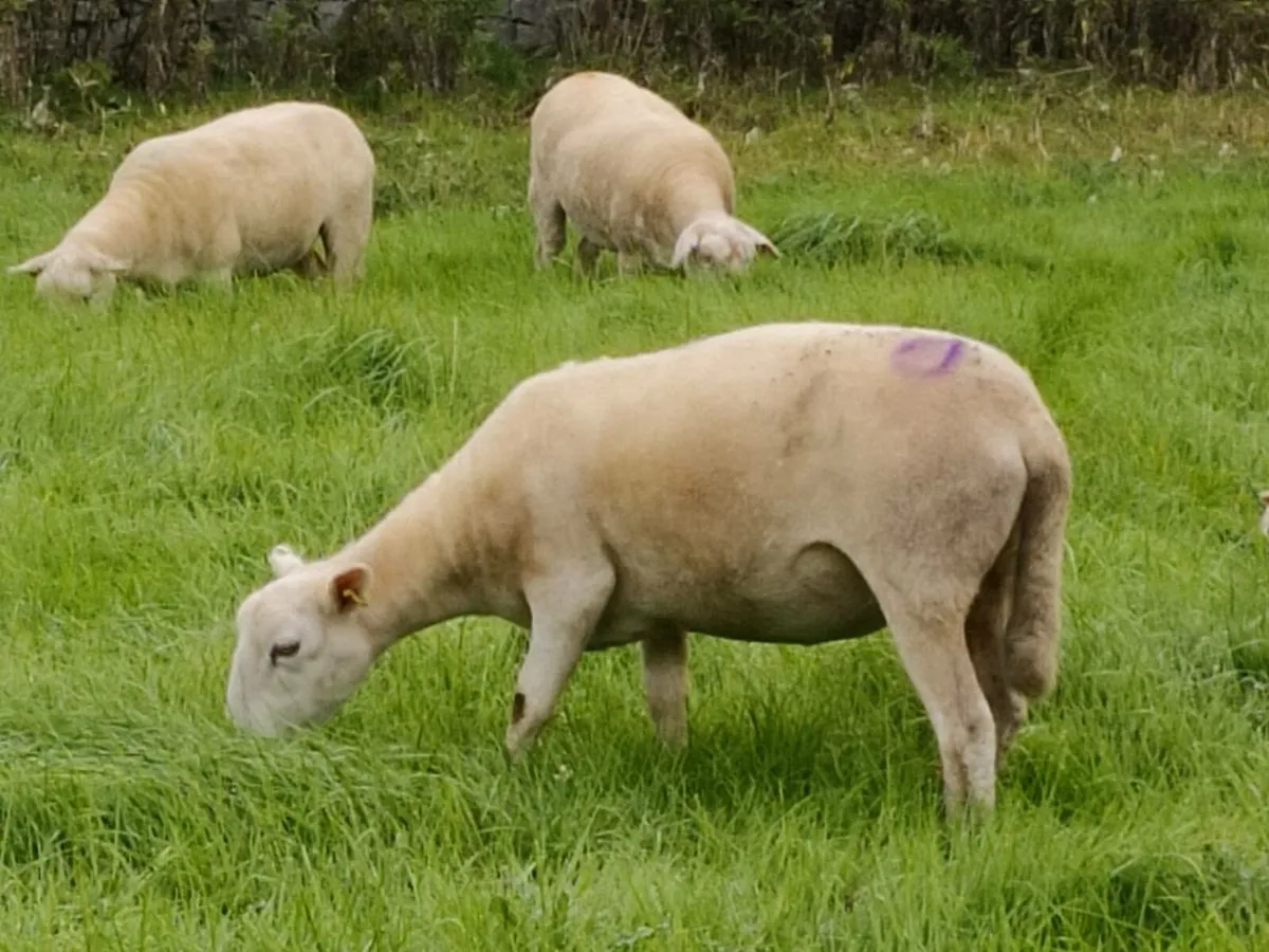 Easycare Ewe Hoggets - Image 2