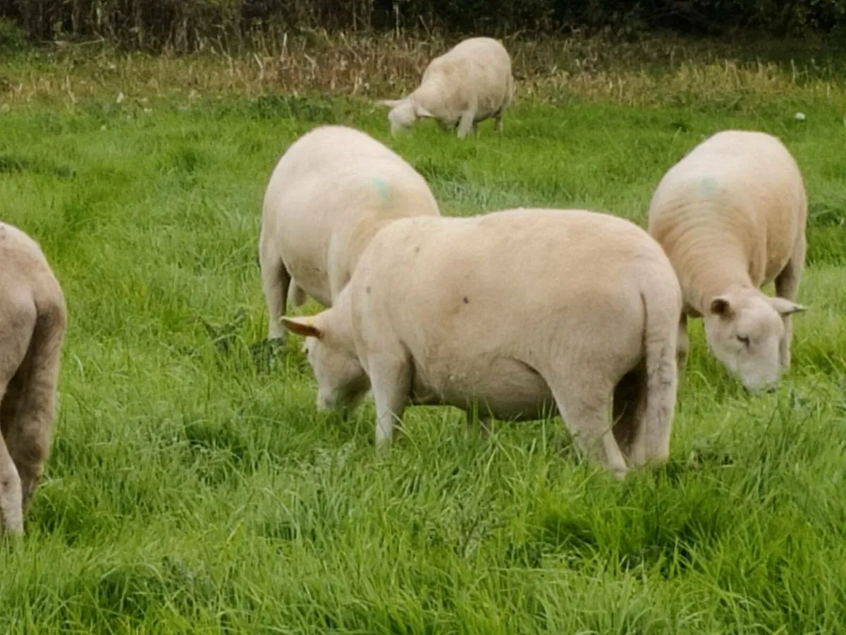 Easycare Ewe Hoggets - Image 3