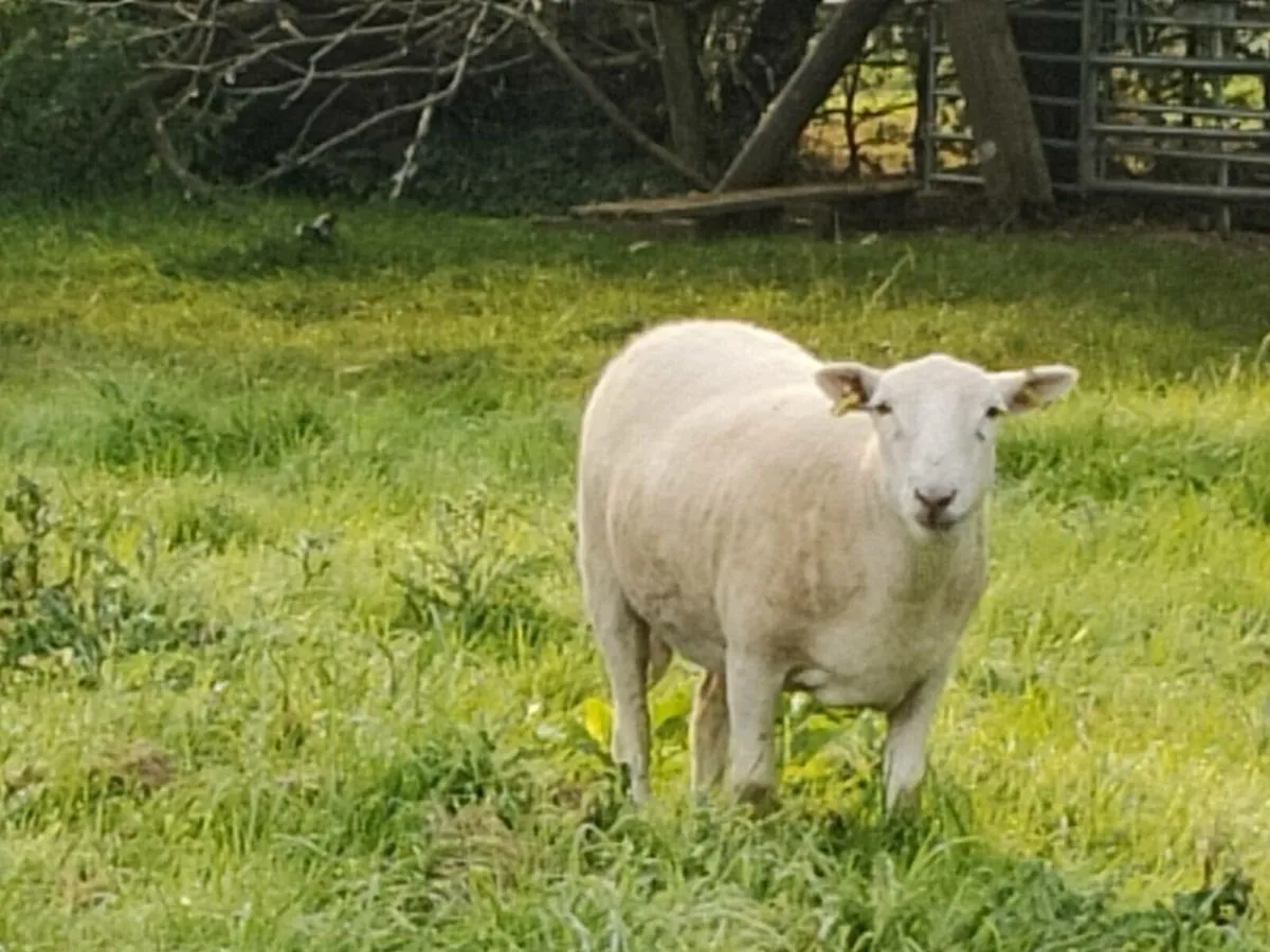 Easycare Ewe Hoggets - Image 4