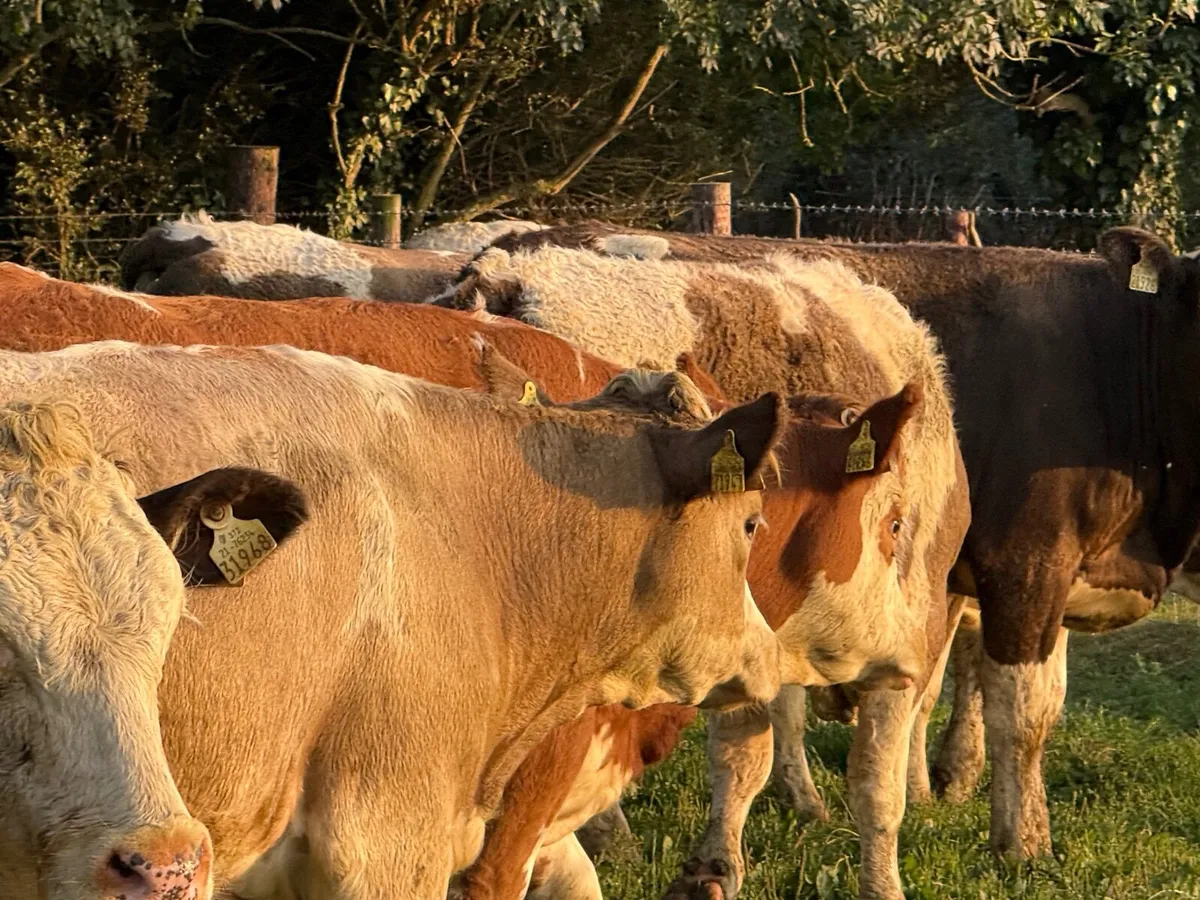 8 SUPER SIMMENTAL HEIFERS  ( 400 KGS) - Image 2