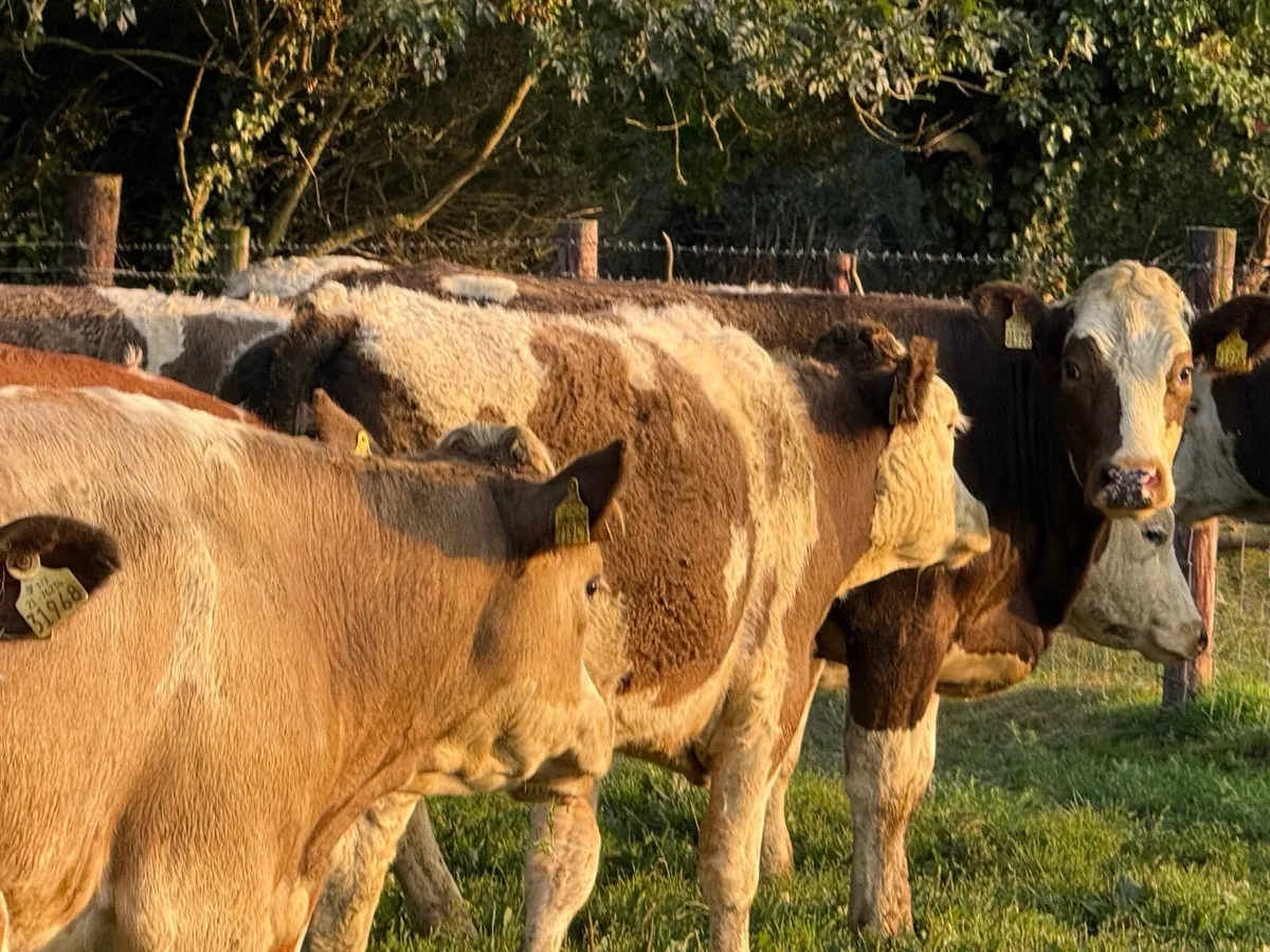 8 SUPER SIMMENTAL HEIFERS  ( 400 KGS) - Image 3