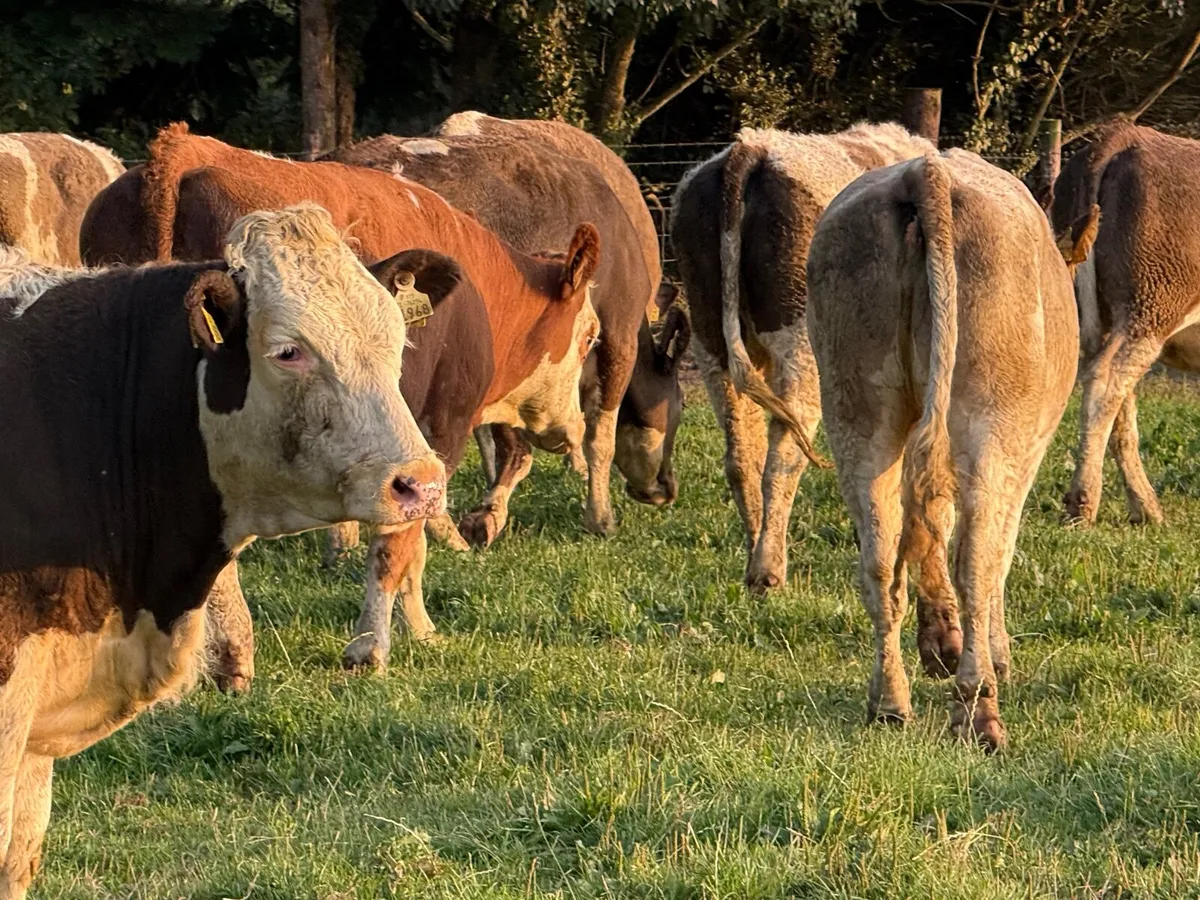 8 SUPER SIMMENTAL HEIFERS  ( 400 KGS) - Image 4