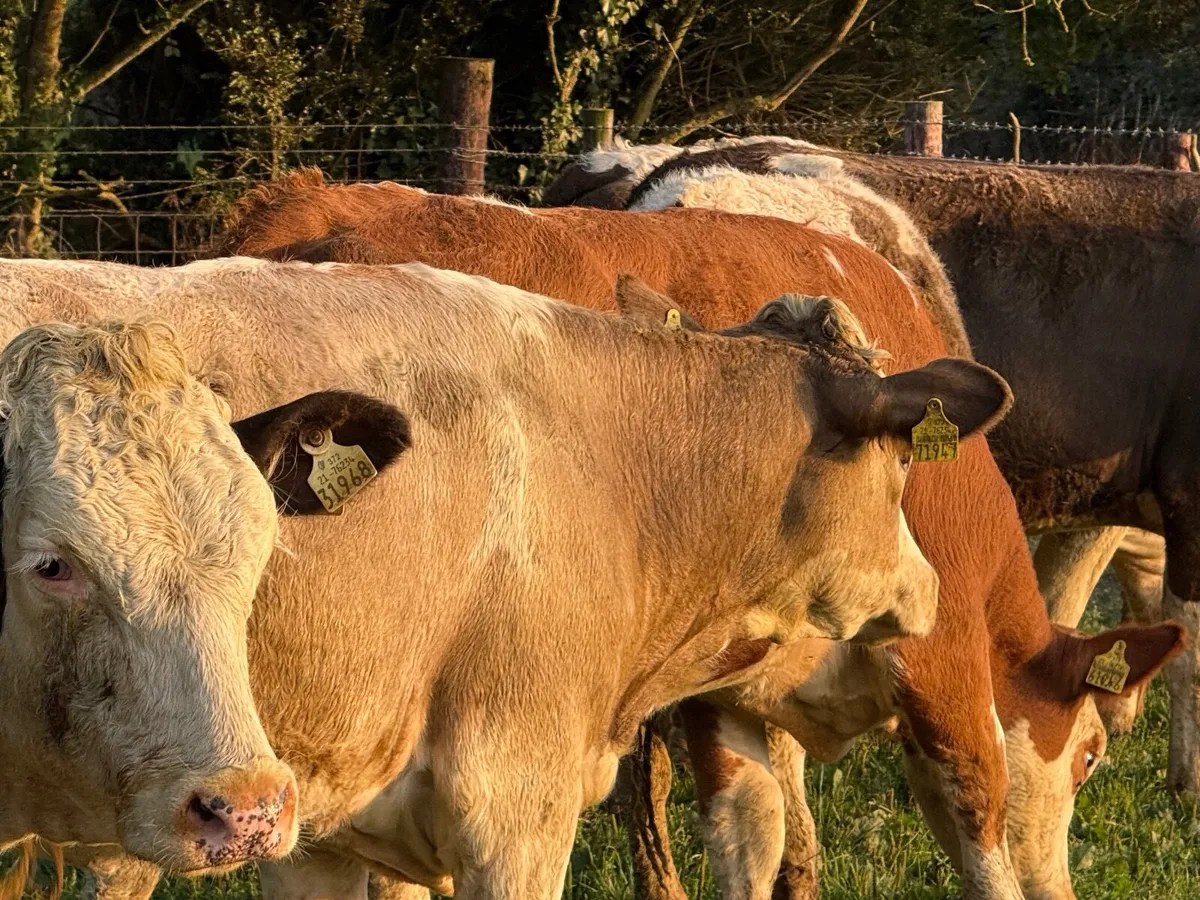 8 SUPER SIMMENTAL HEIFERS  ( 400 KGS) - Image 1