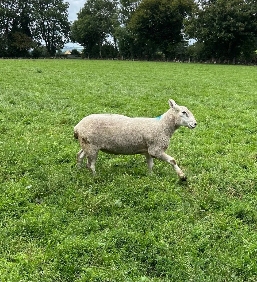 Texel Cross Hogget Ram For Sale - Image 1