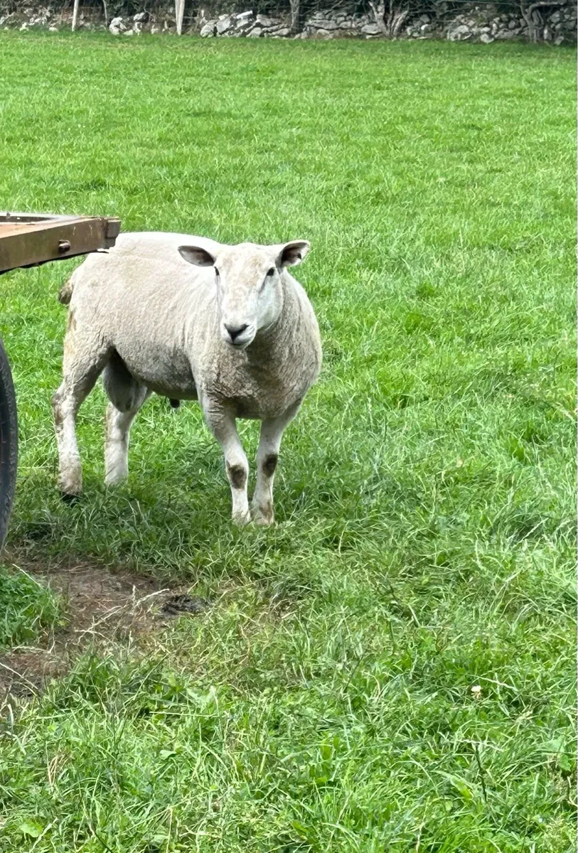 Texel Cross Hogget Ram For Sale - Image 2
