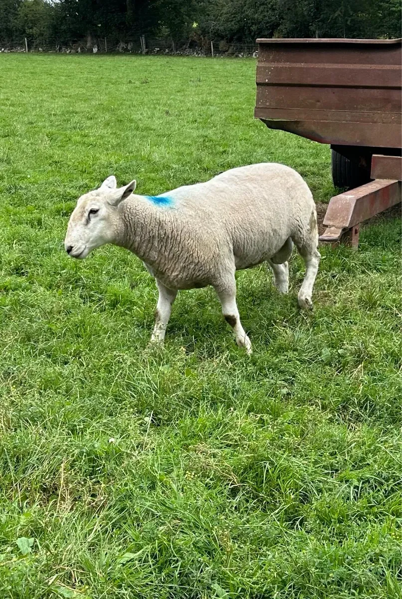 Texel Cross Hogget Ram For Sale - Image 3