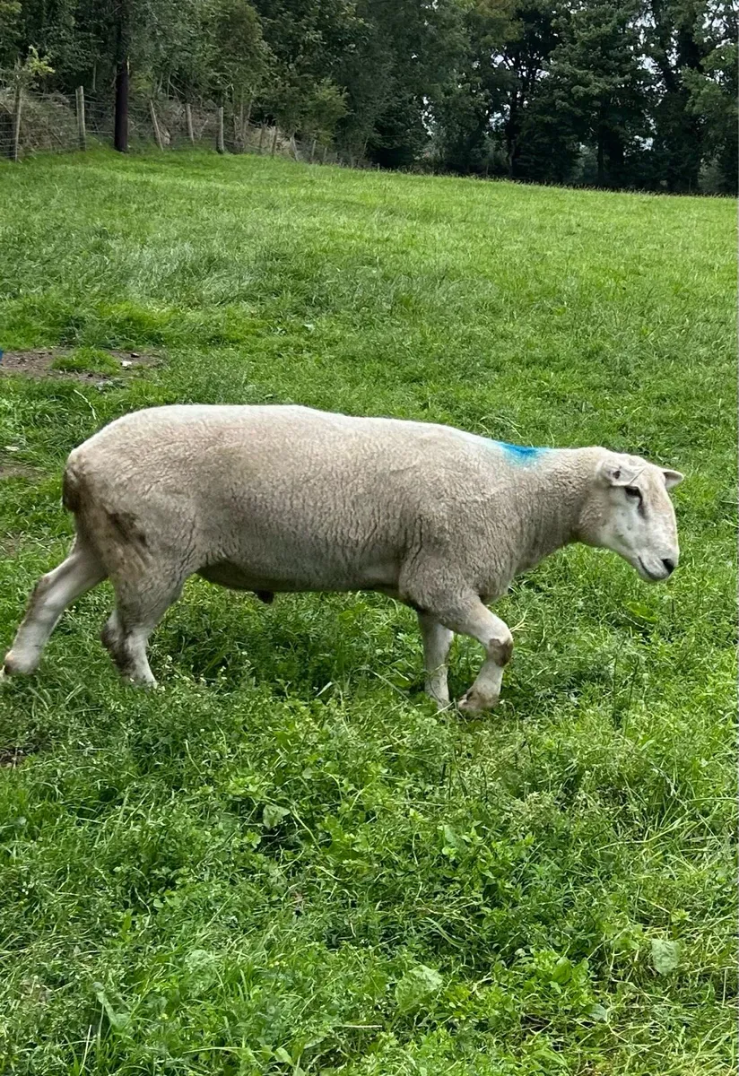 Texel Cross Hogget Ram For Sale - Image 4