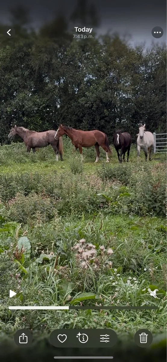4 quality fillies - Image 1