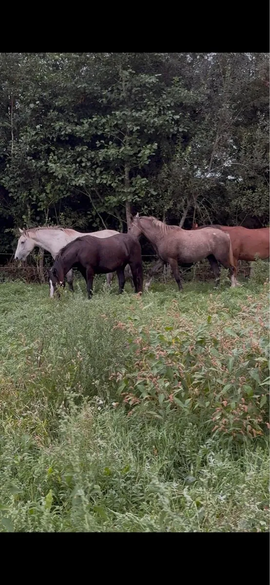 4 quality fillies - Image 2
