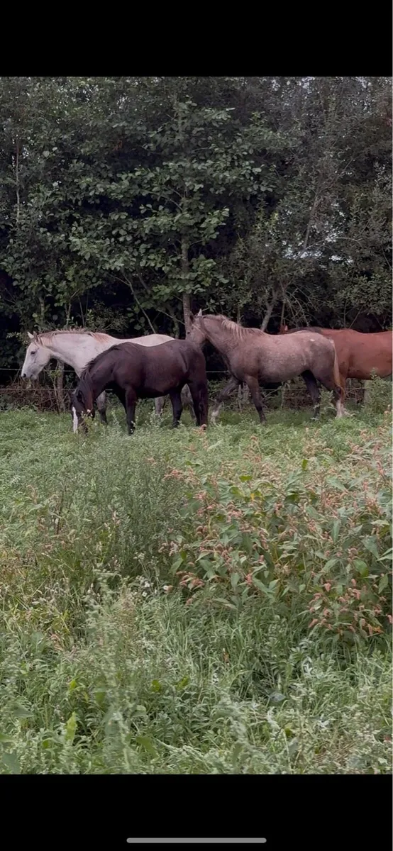 4 quality fillies - Image 3