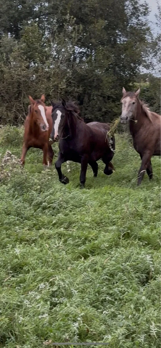 4 quality fillies - Image 4