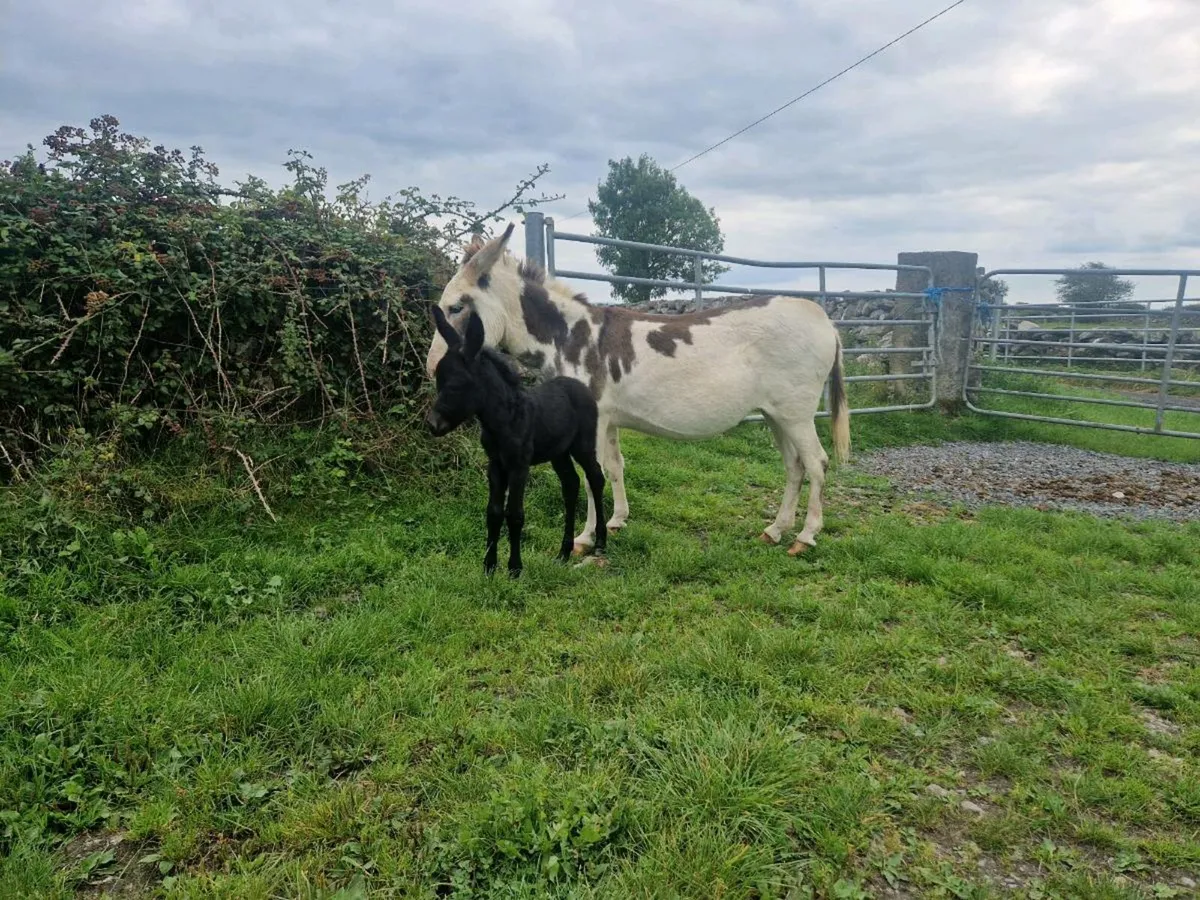 Piebald  Mare donkey  with foal at foot - Image 1
