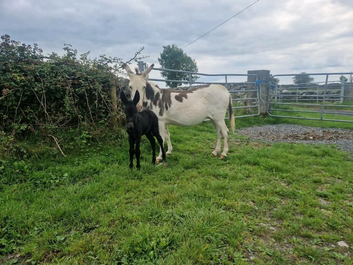 Piebald  Mare donkey  with foal at foot - Image 2