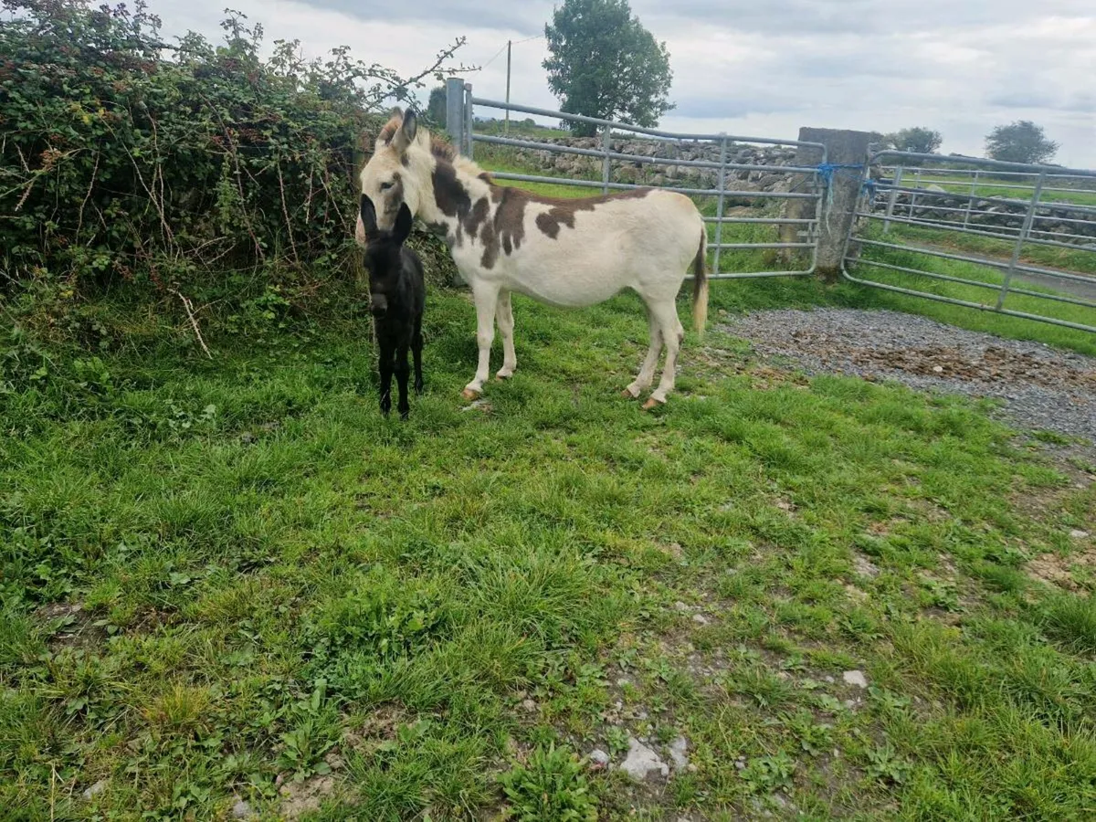 Piebald  Mare donkey  with foal at foot - Image 3