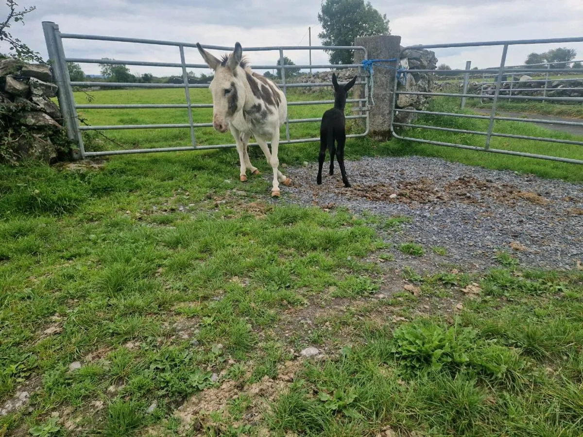 Piebald  Mare donkey  with foal at foot - Image 4