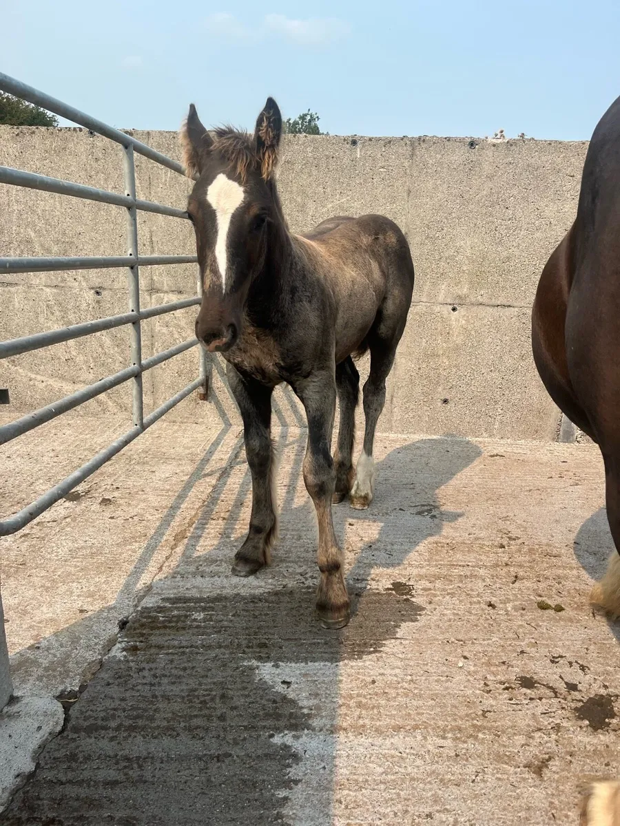 🧨HEAVY COB FOAL 🧨 - Image 1