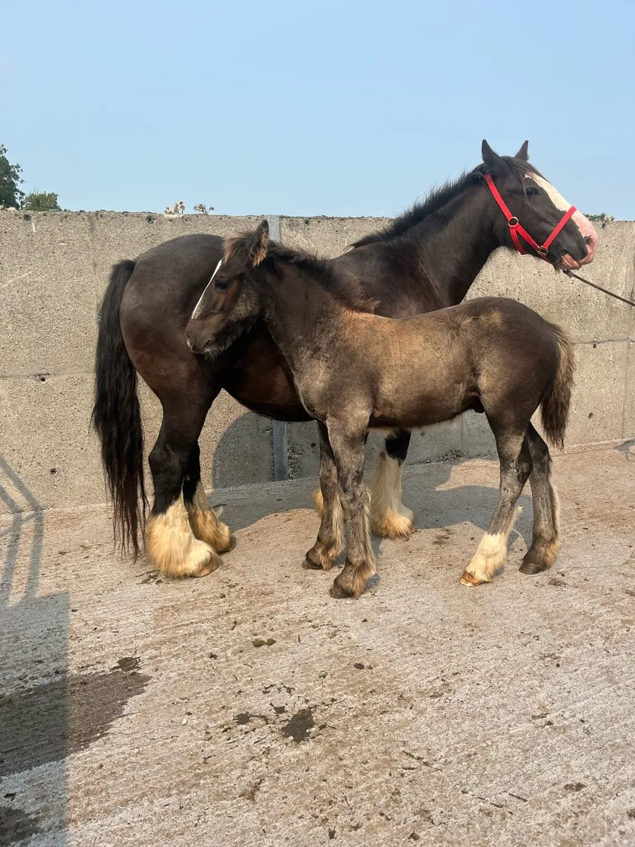 🧨HEAVY COB FOAL 🧨 - Image 2