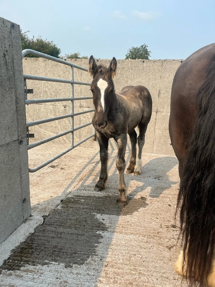 🧨HEAVY COB FOAL 🧨 - Image 4