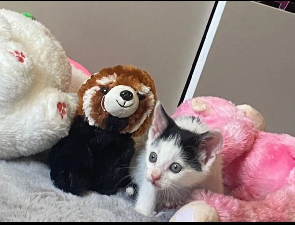 Kitten for sale - Image 1