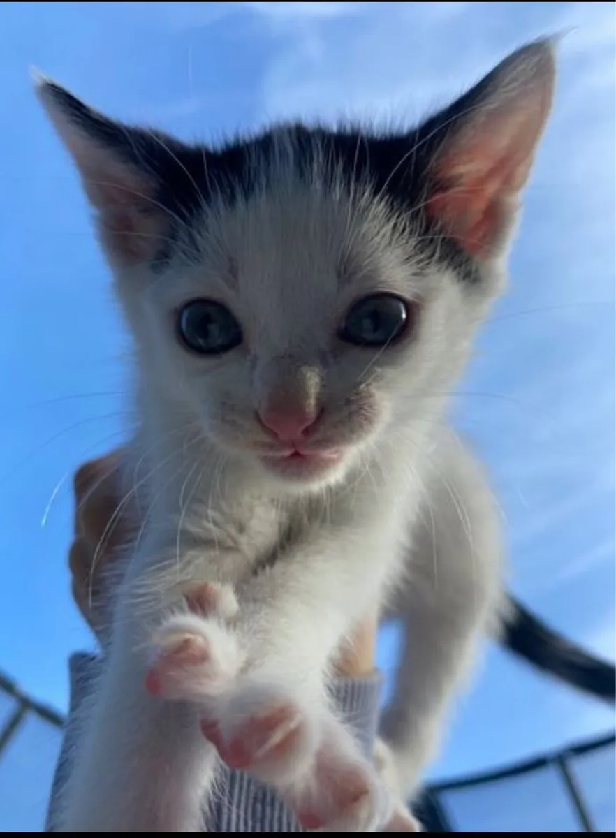 Kitten for sale - Image 2