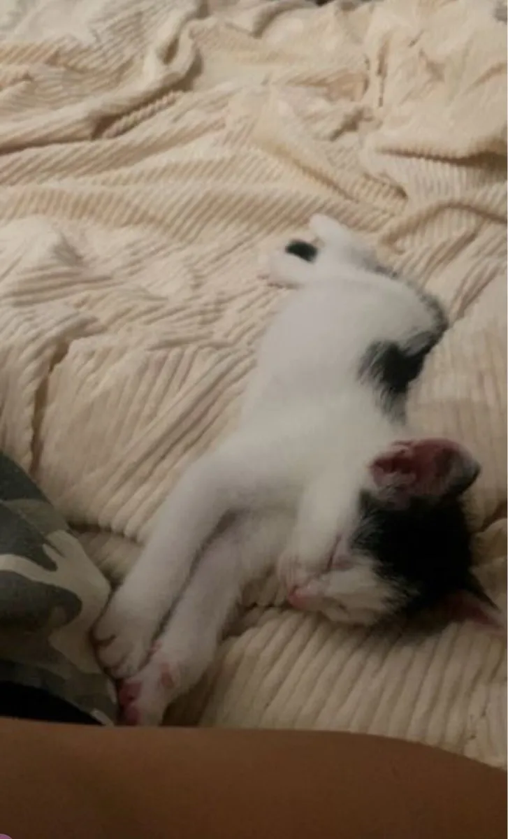 Kitten for sale - Image 3