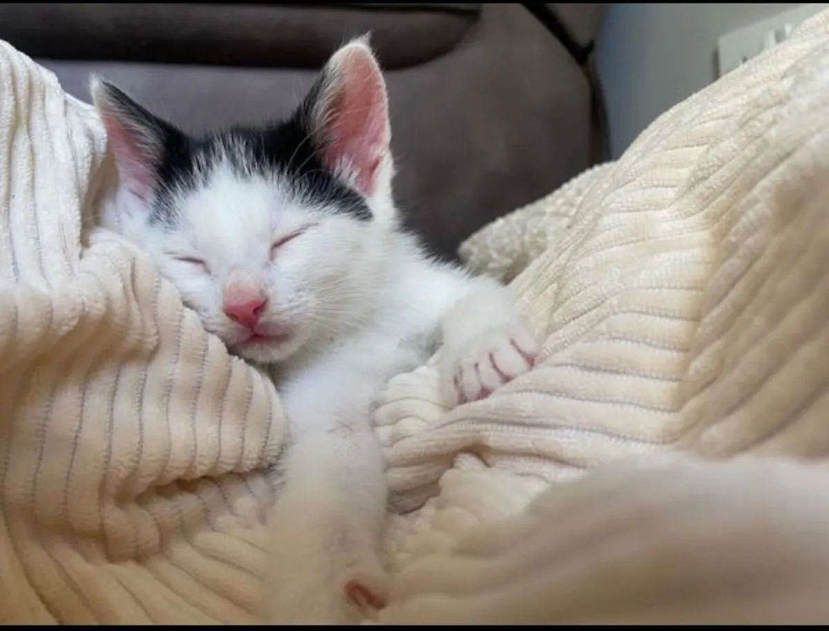 Kitten for sale - Image 4