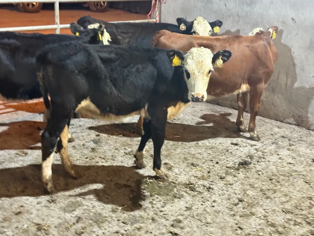 4 HEREFORD HEIFER WEANLINGS - Image 3