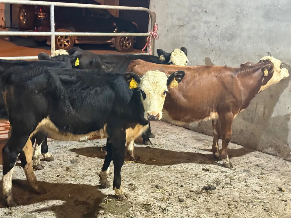 4 HEREFORD HEIFER WEANLINGS - Image 4