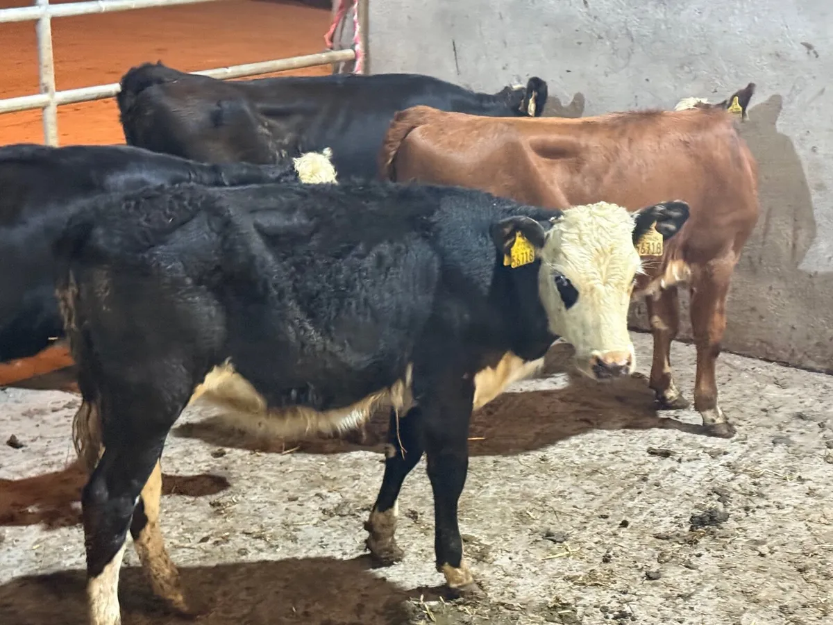 4 HEREFORD HEIFER WEANLINGS - Image 1