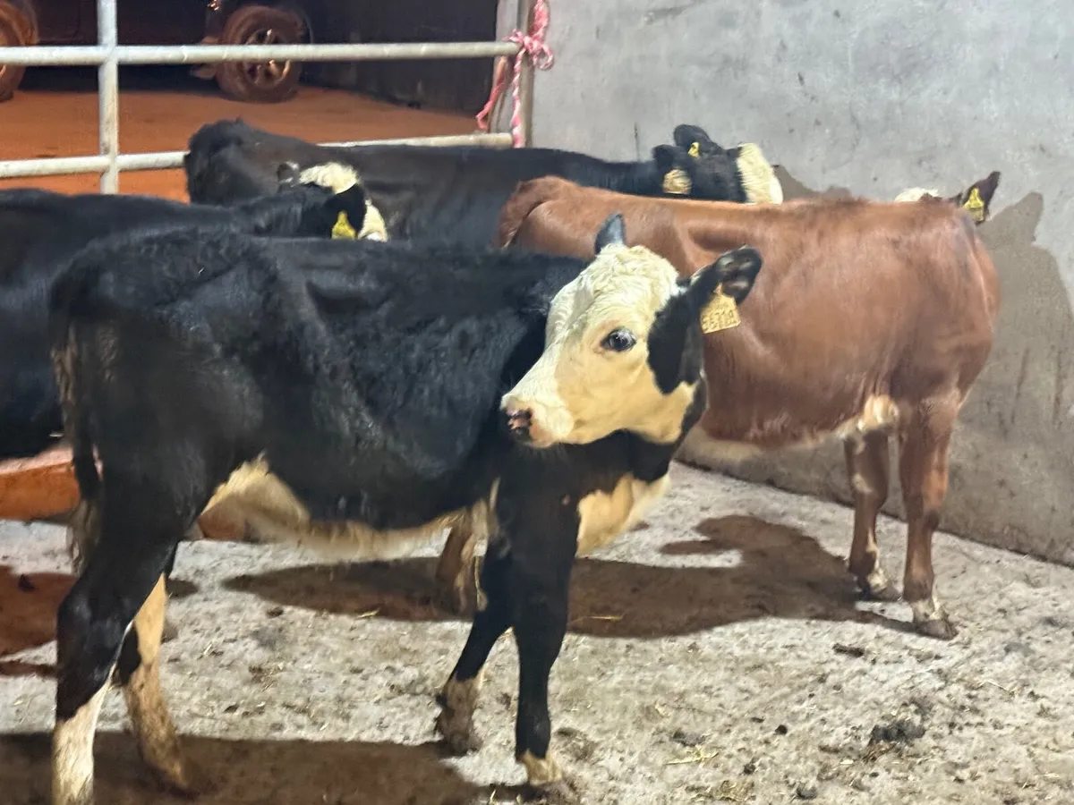 4 HEREFORD HEIFER WEANLINGS - Image 2