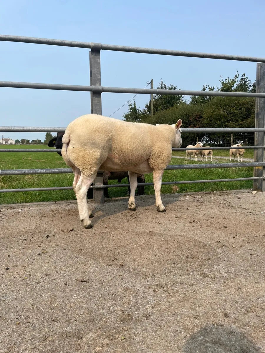Texel x Ram - Image 1